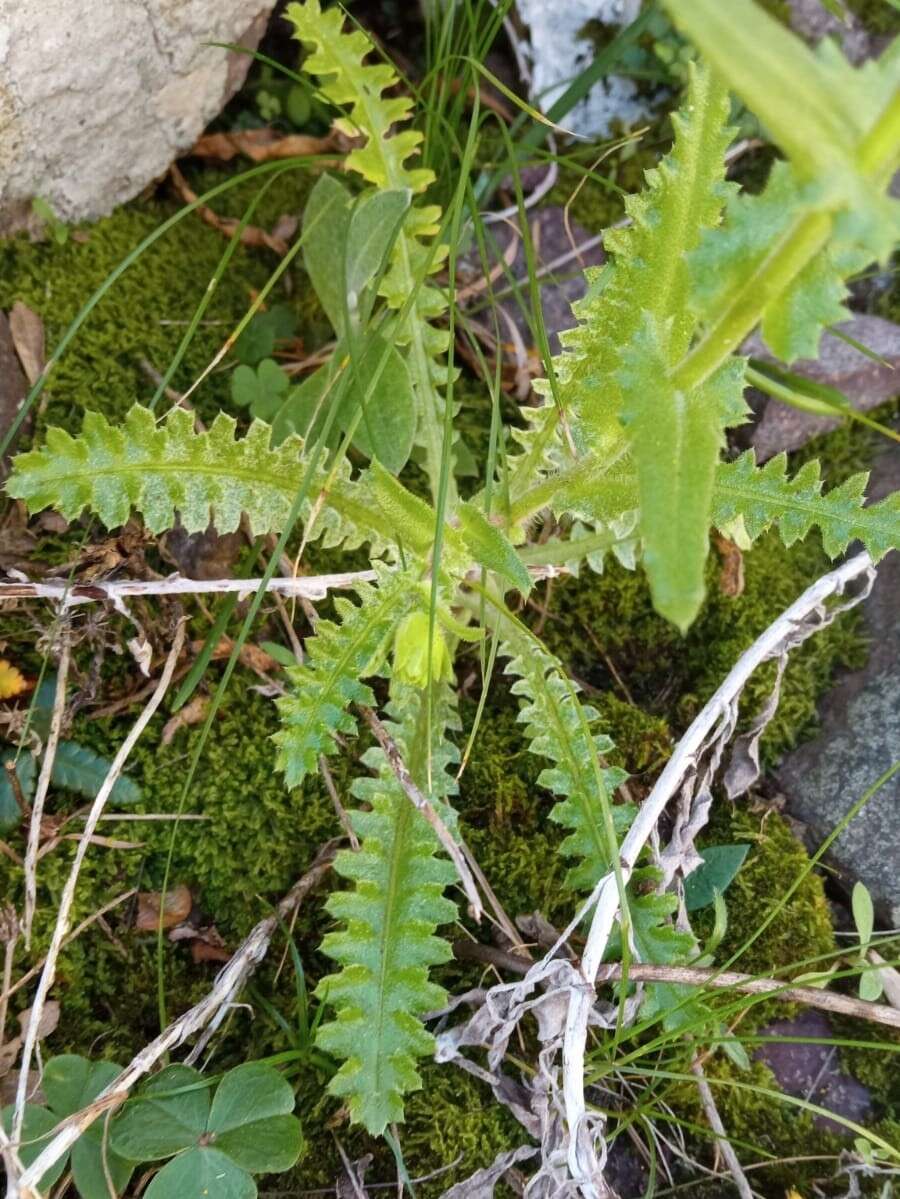 Sivun Perezia multiflora subsp. sonchifolia (Baker) Vuilleum. kuva