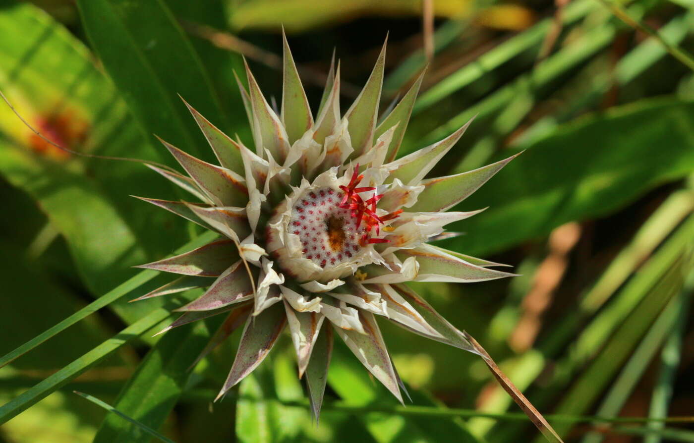 Image of Macledium zeyheri subsp. zeyheri