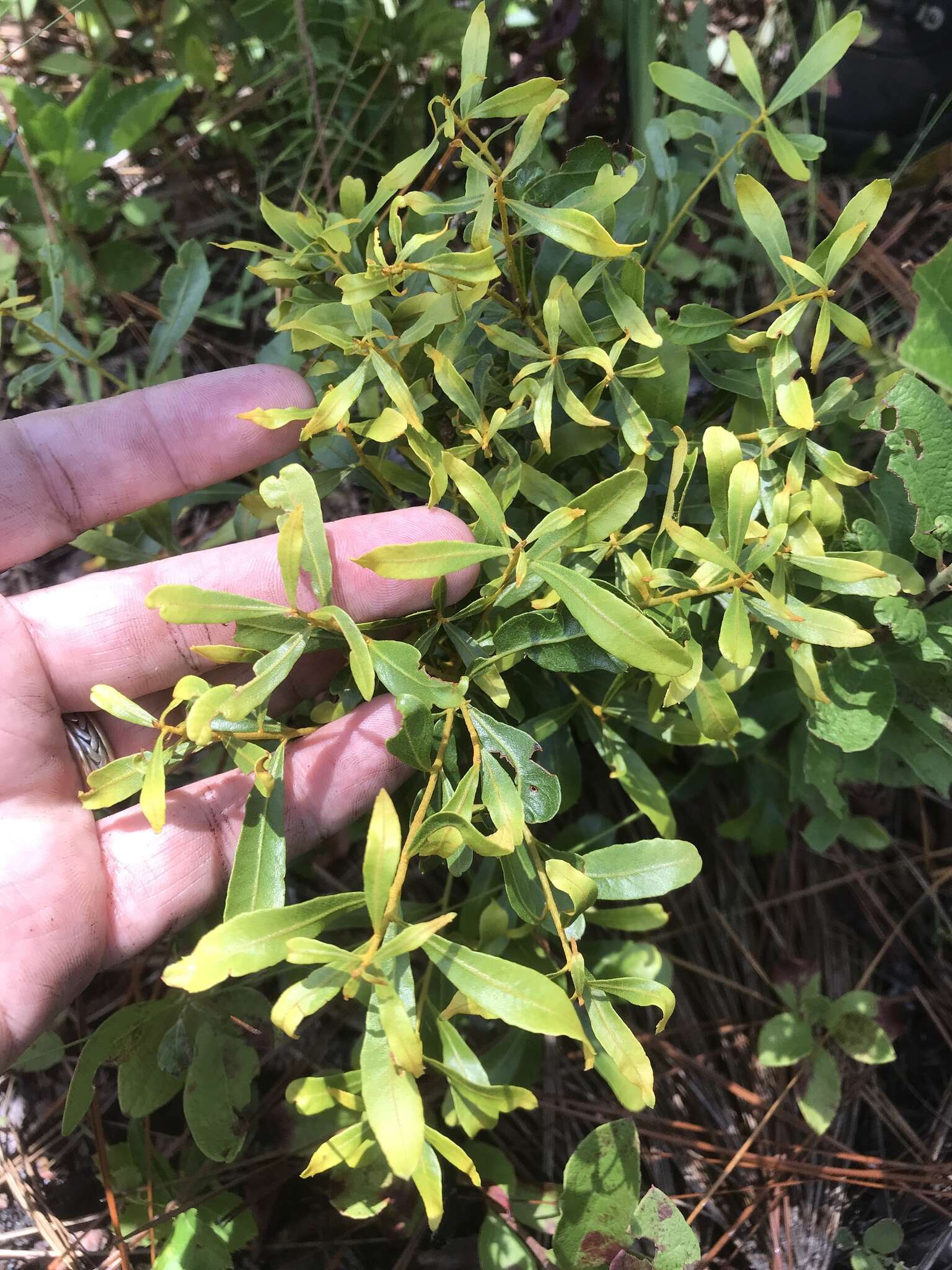 Image of wax myrtle