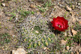 Image of Echinopsis cinnabarina (Hook.) Labour.