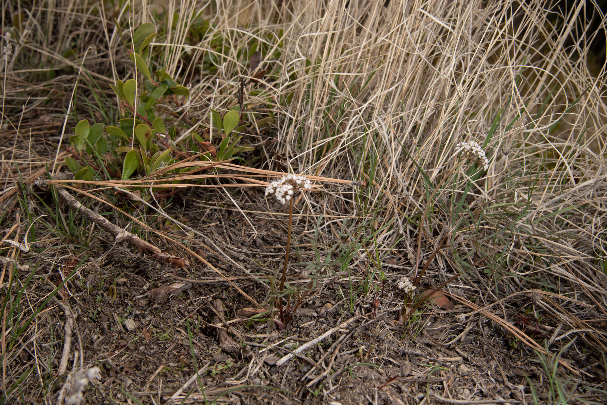 Image of Geyer's biscuitroot