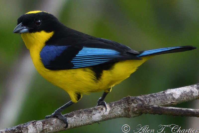 Image of Blue-winged Mountain Tanager