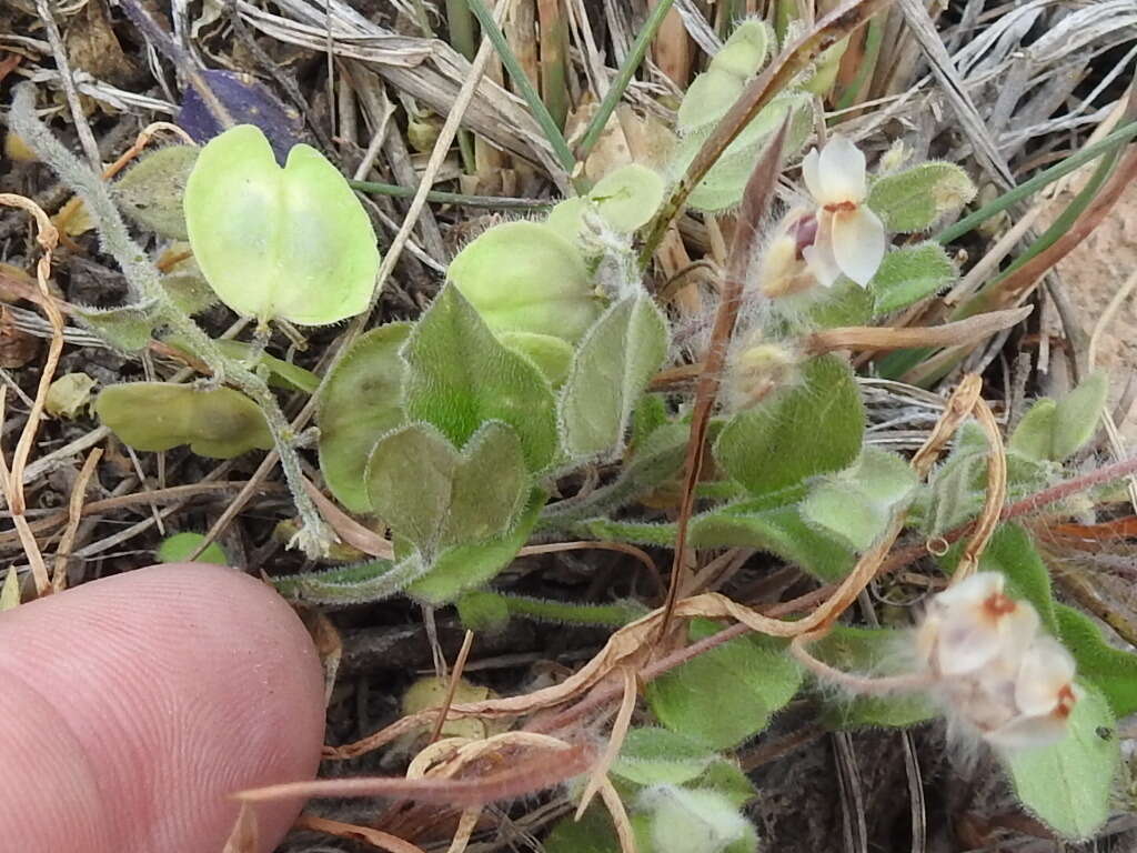 Image of eggleaf milkwort