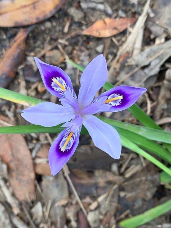 Image of Iris speculatrix Hance