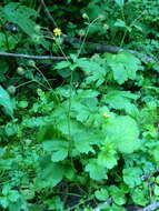 Image de Geum macrophyllum var. macrophyllum