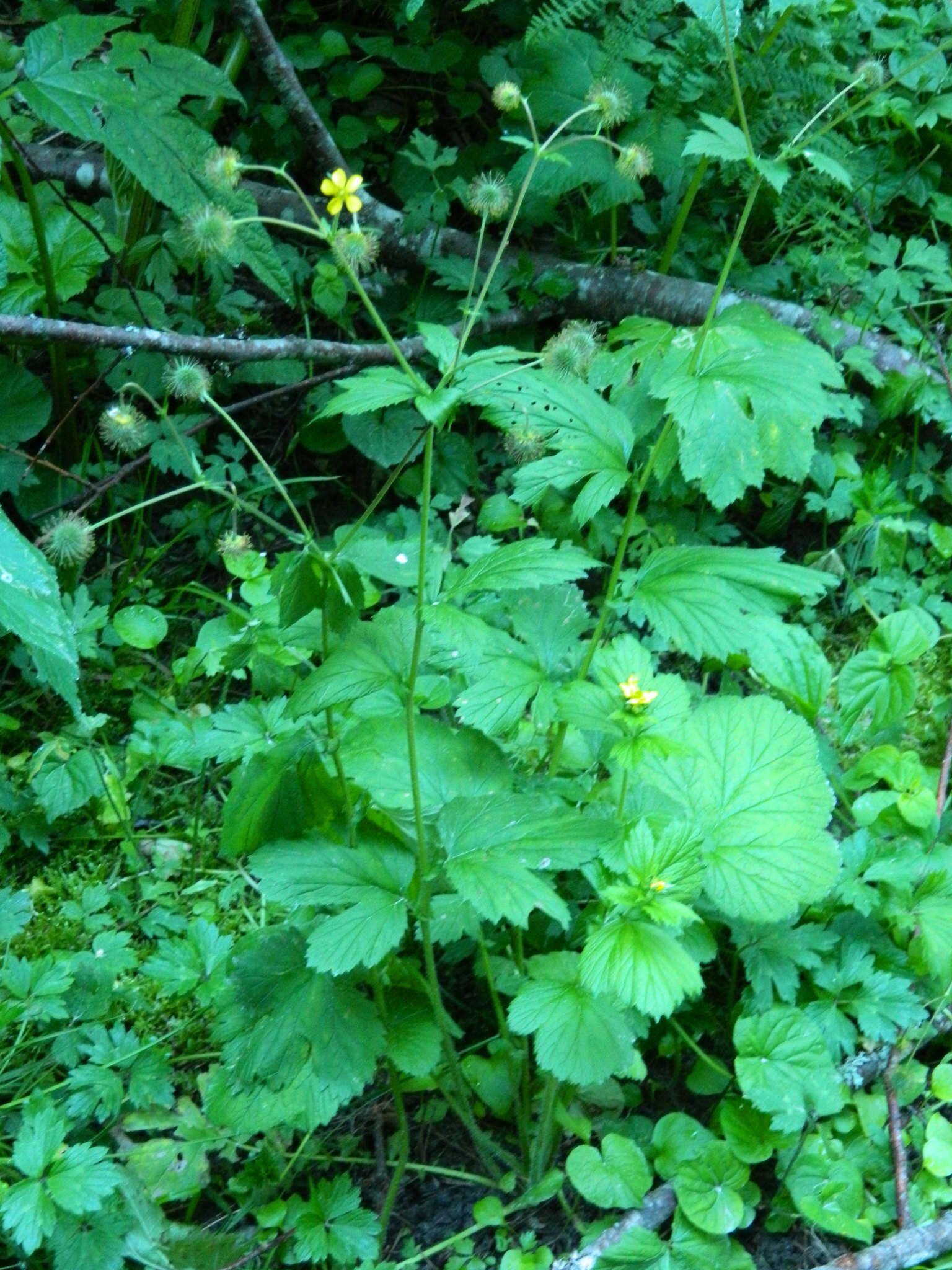 Image de Geum macrophyllum var. macrophyllum