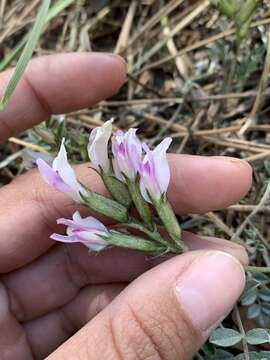 Image of chestnut milkvetch