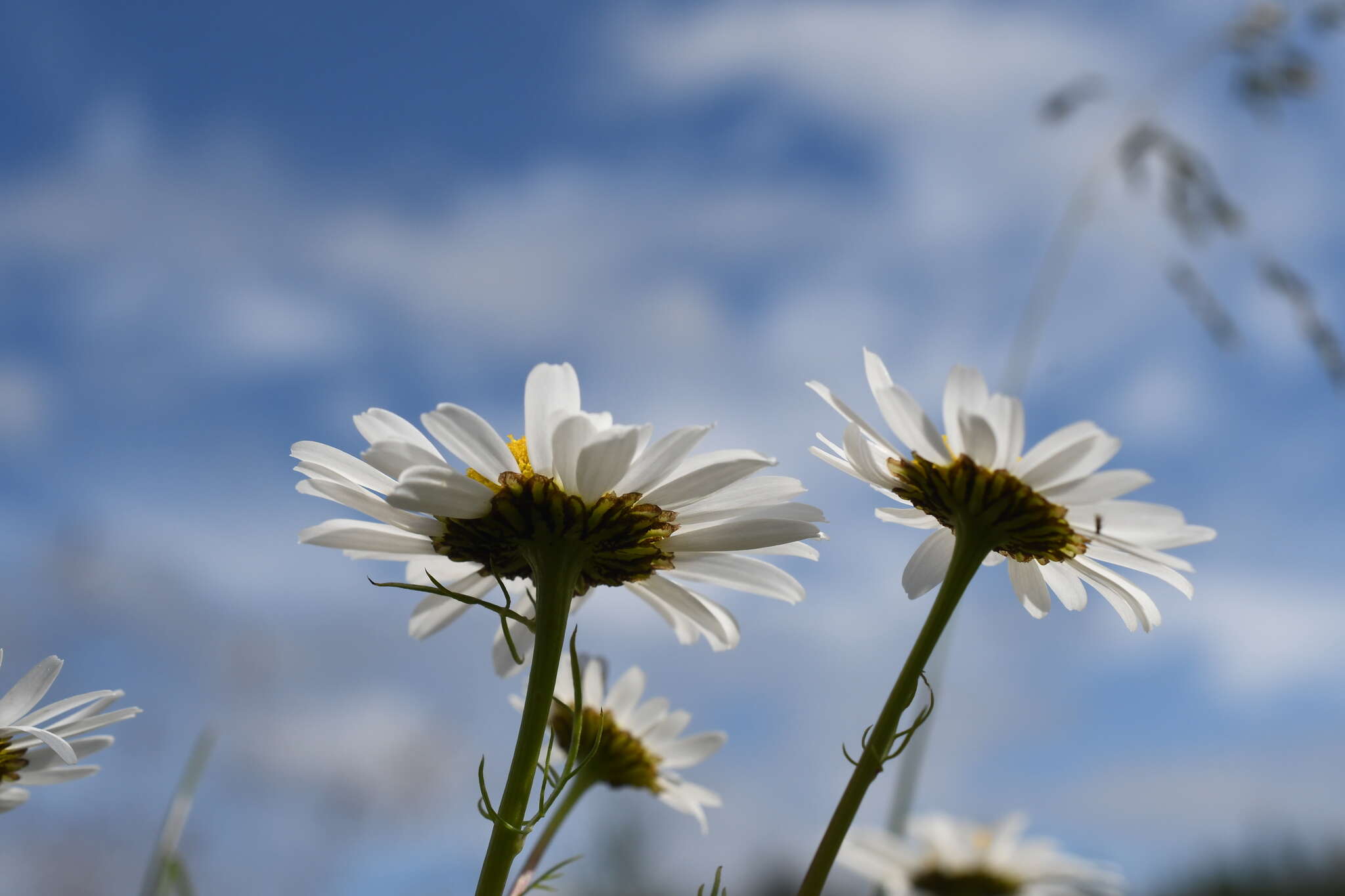 Image of Tripleurospermum subpolare Pobed.