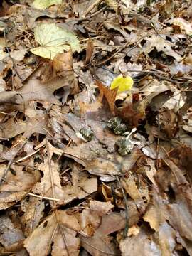 Image de Coprinopsis candidolanata (Doveri & Uljé) Keirle, Hemmes & Desjardin 2004