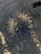 Image of Ferocactus fordii subsp. fordii