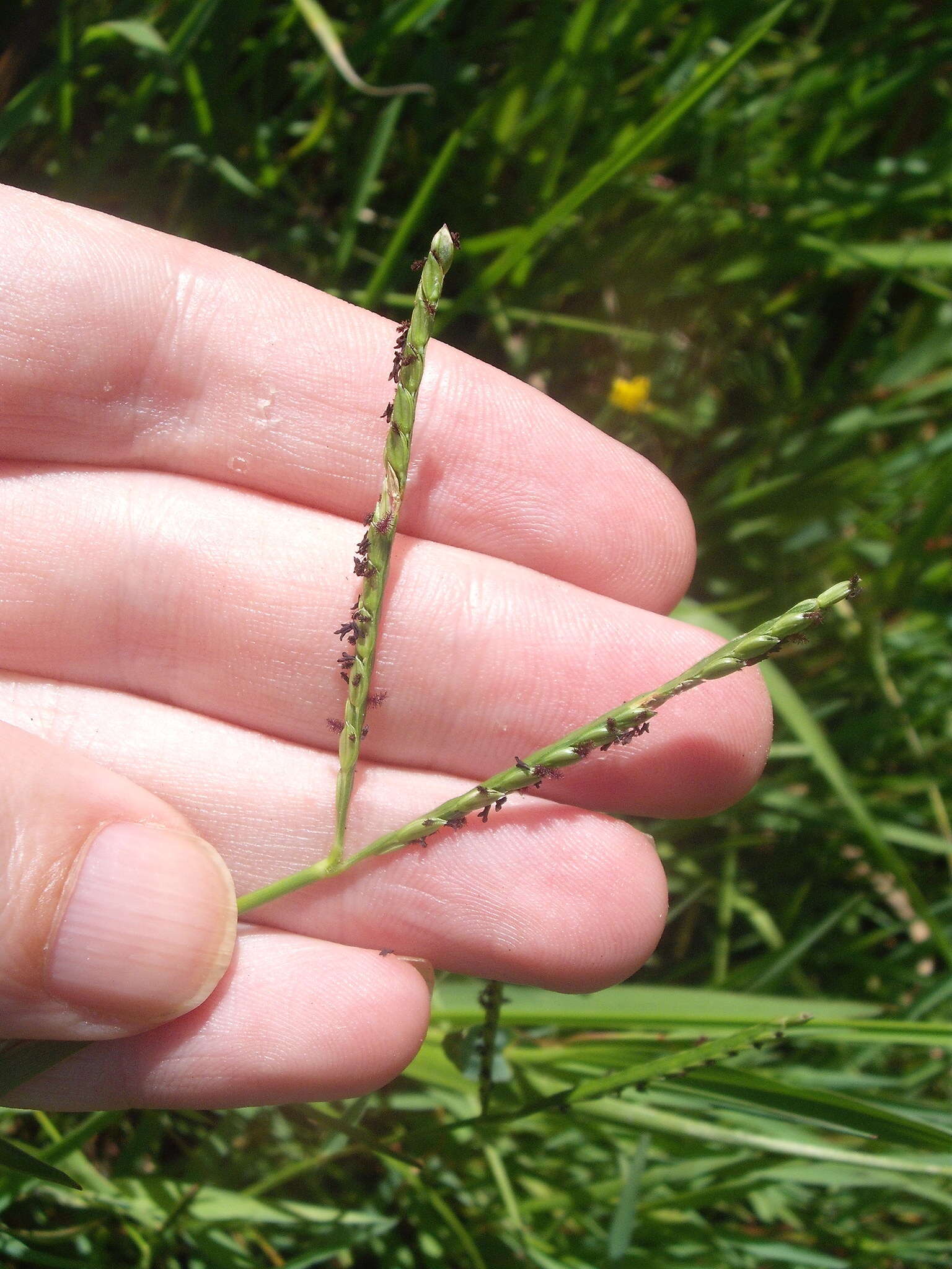 Image de Paspalum distichum L.