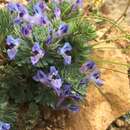 Image of Corydalis melanochlora Maxim.