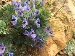 Image of Corydalis melanochlora Maxim.