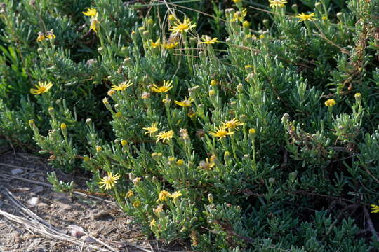 Image of Limbarda crithmoides subsp. longifolia (Arcang.) Greuter