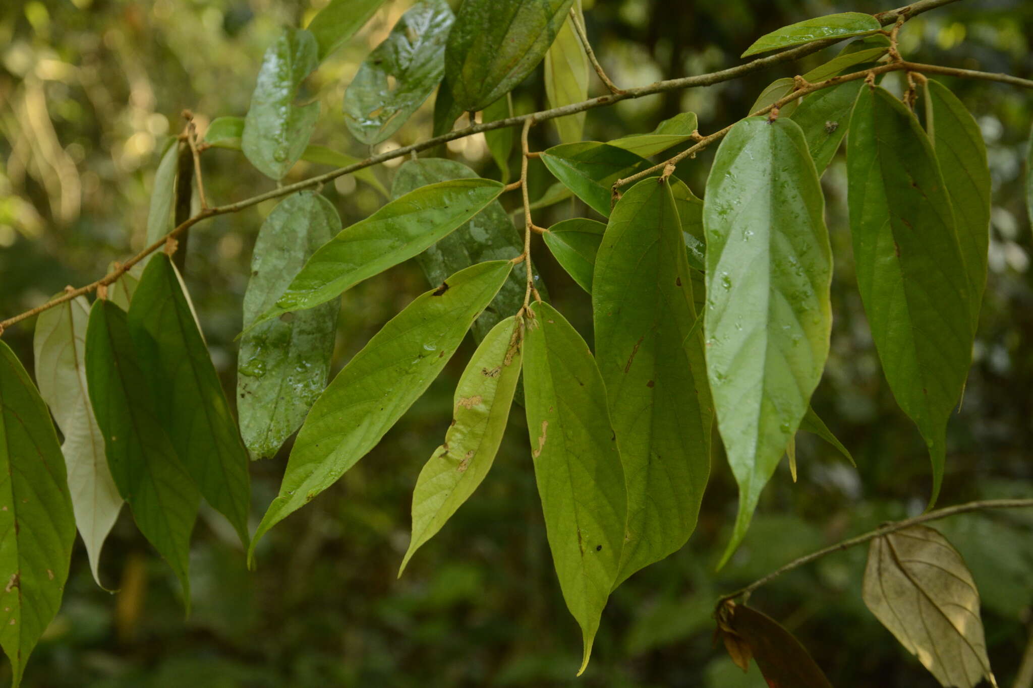 Image de Pterospermum lanceifolium Roxb. ex DC.