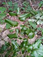 Image of Hugonia longipes H. Perrier