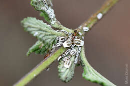 Image of Greenhouse orthezia