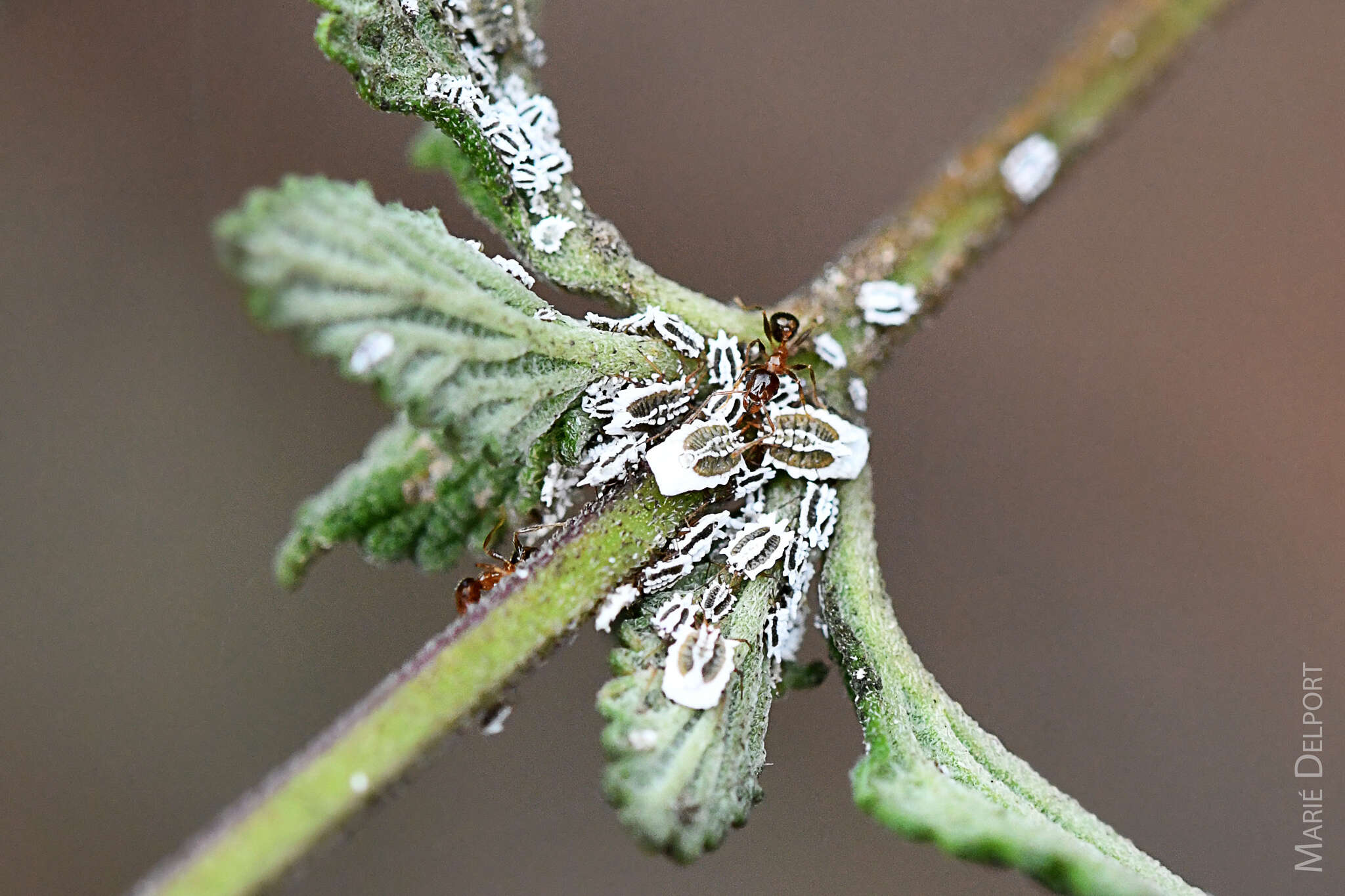 Image de Insignorthezia insignis (Browne 1887)