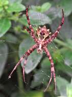 Image of Argiope levii Bjørn 1997