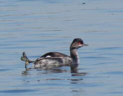 Imagem de Podiceps nigricollis gurneyi (Roberts 1919)