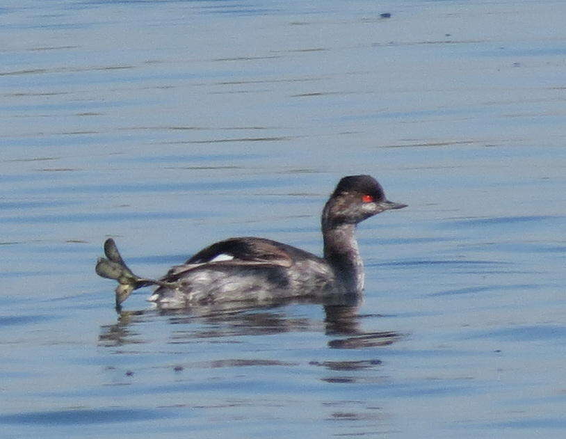 Imagem de Podiceps nigricollis gurneyi (Roberts 1919)