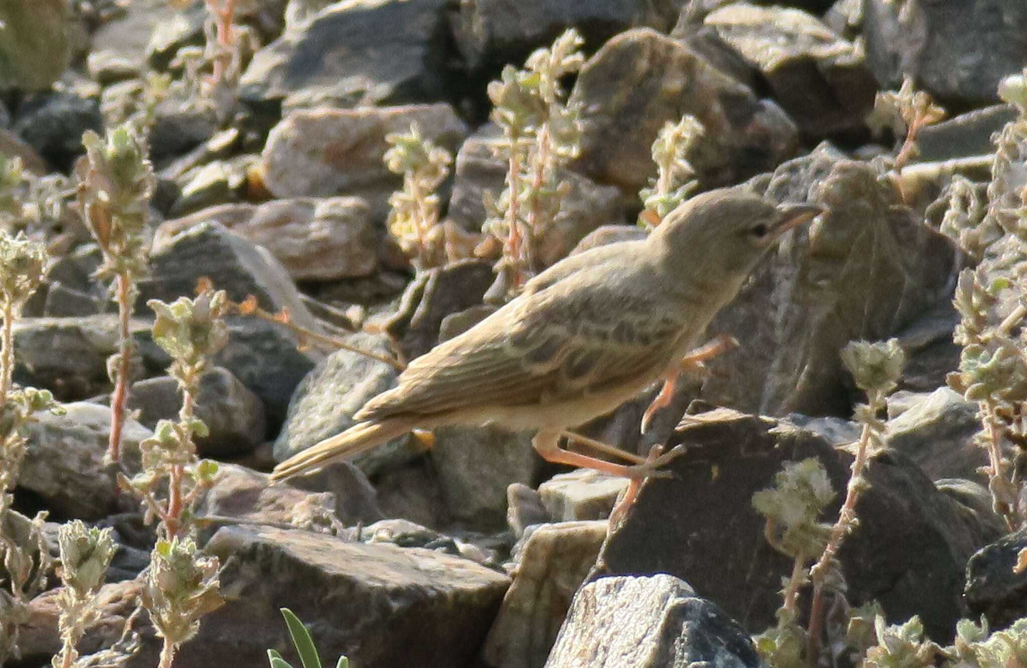 Image of Desert Lark