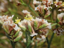 Imagem de Limonium sinense (Girard) Kuntze