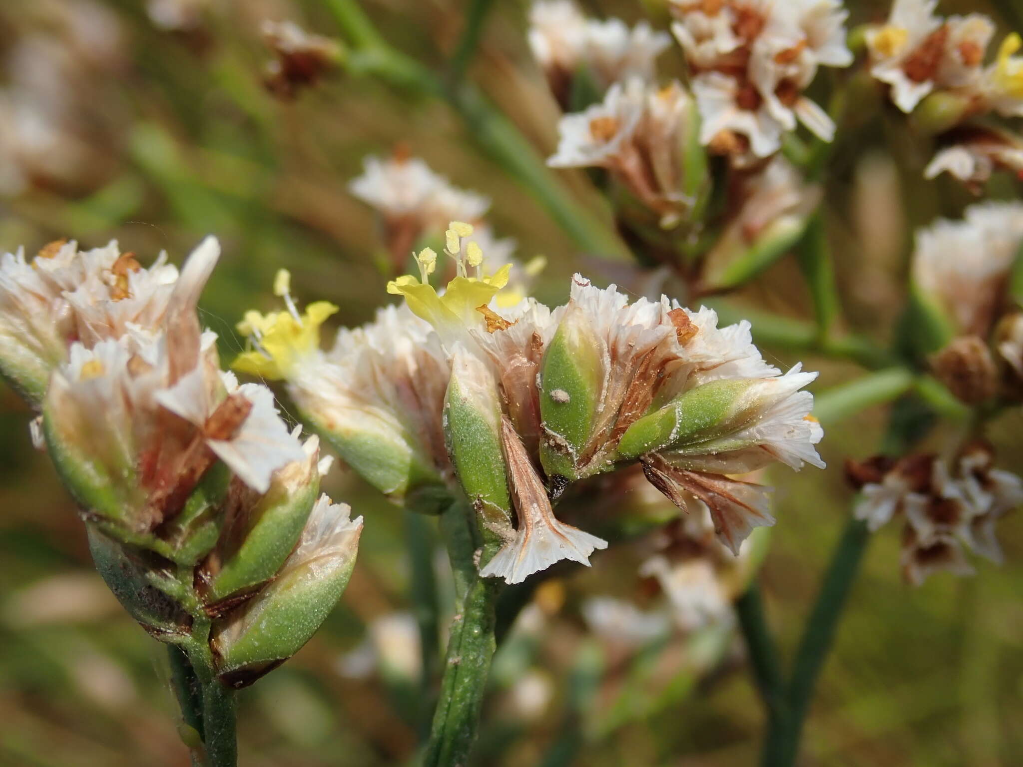 Imagem de Limonium sinense (Girard) Kuntze