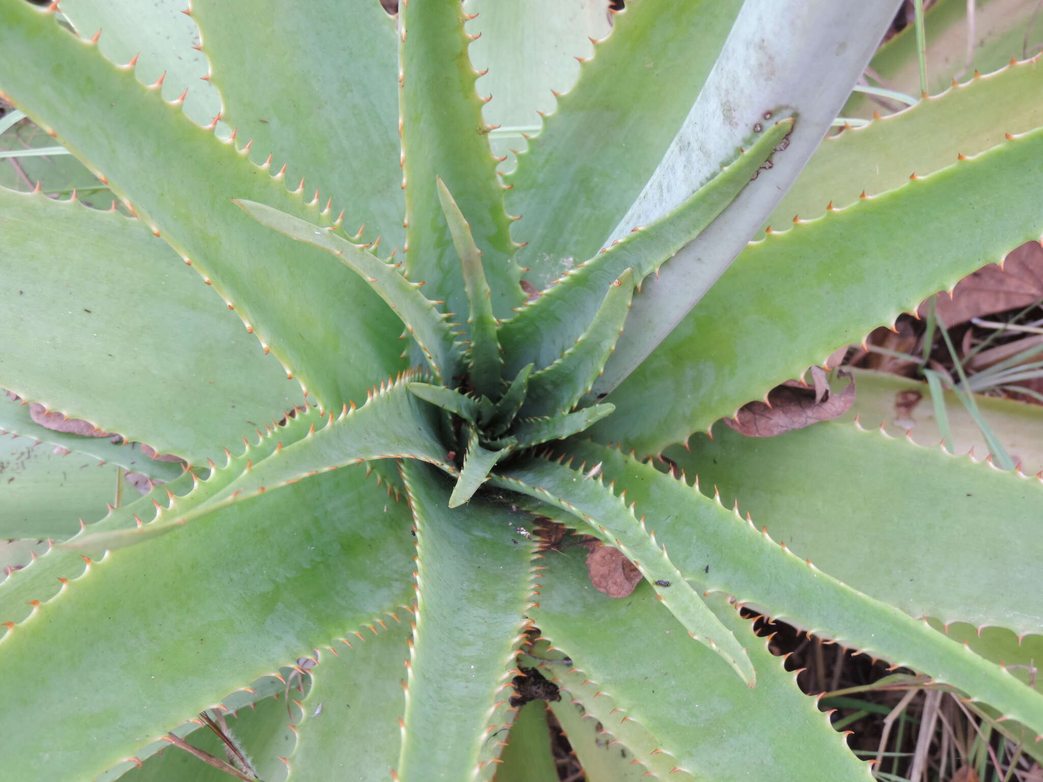 Image of Basil Christian's aloe