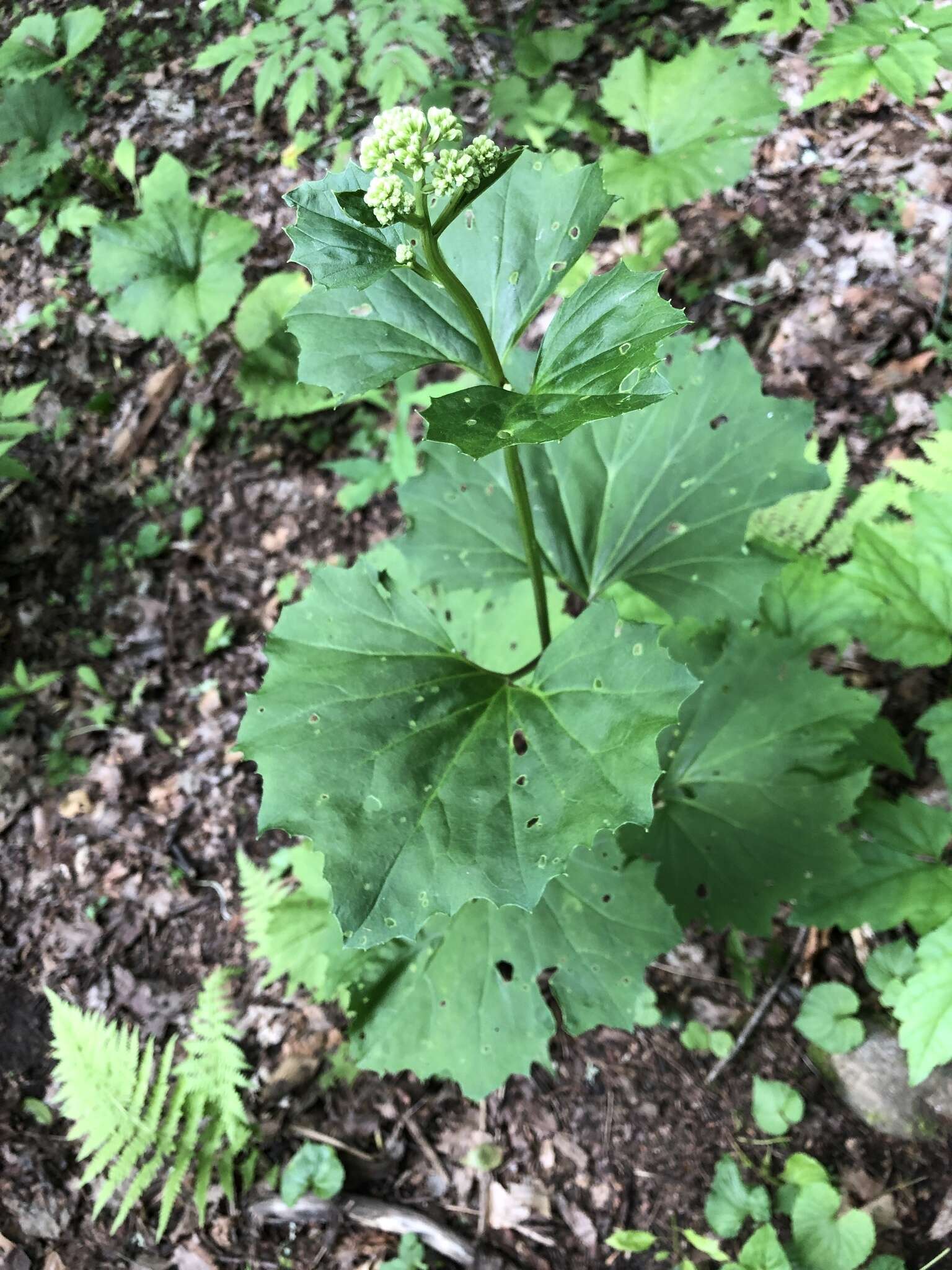 Image of great Indian plantain