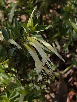 Image of Styphelia laeta R. Br.