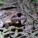 Imagem de Limnodynastes dumerilii Peters 1863