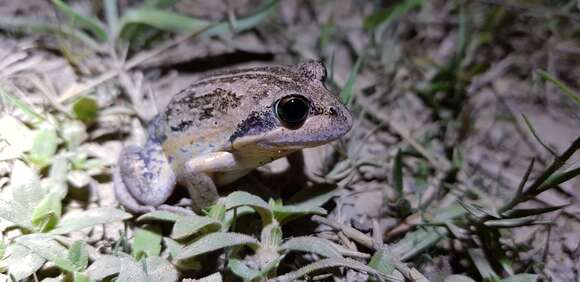 Image of Banjo Frog