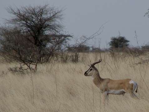 Image of Gazelle de Soemmerring