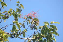 Sivun Terminalia myriocarpa Van Heurck & Müll. Arg. kuva