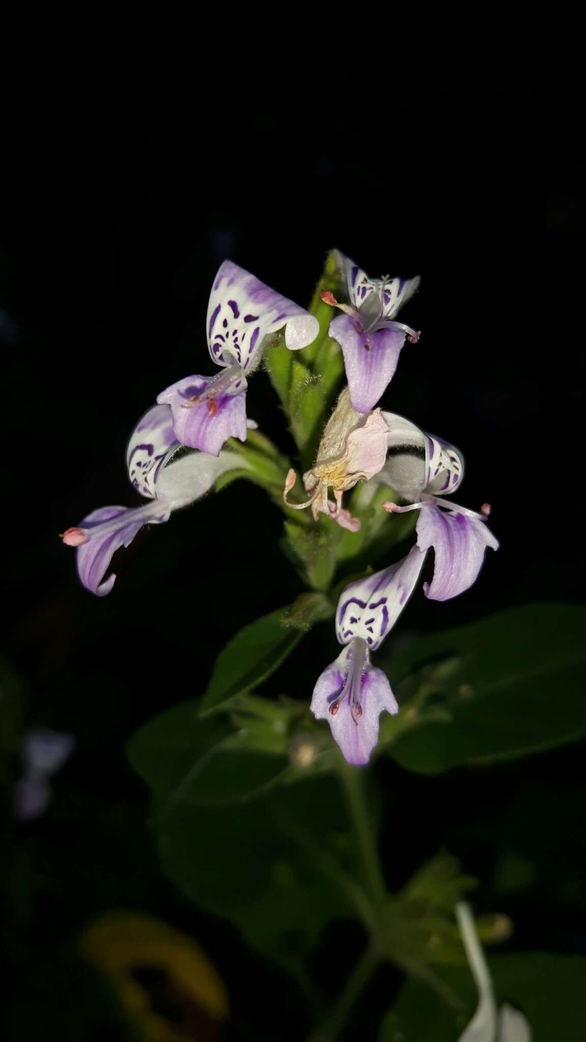 Image of White ribbon bush