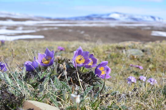 Image of cutleaf anemone