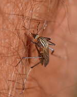 Слика од Aedes vittiger (Skuse 1889)