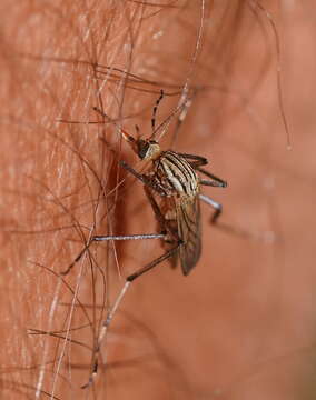 Image of Aedes vittiger (Skuse 1889)