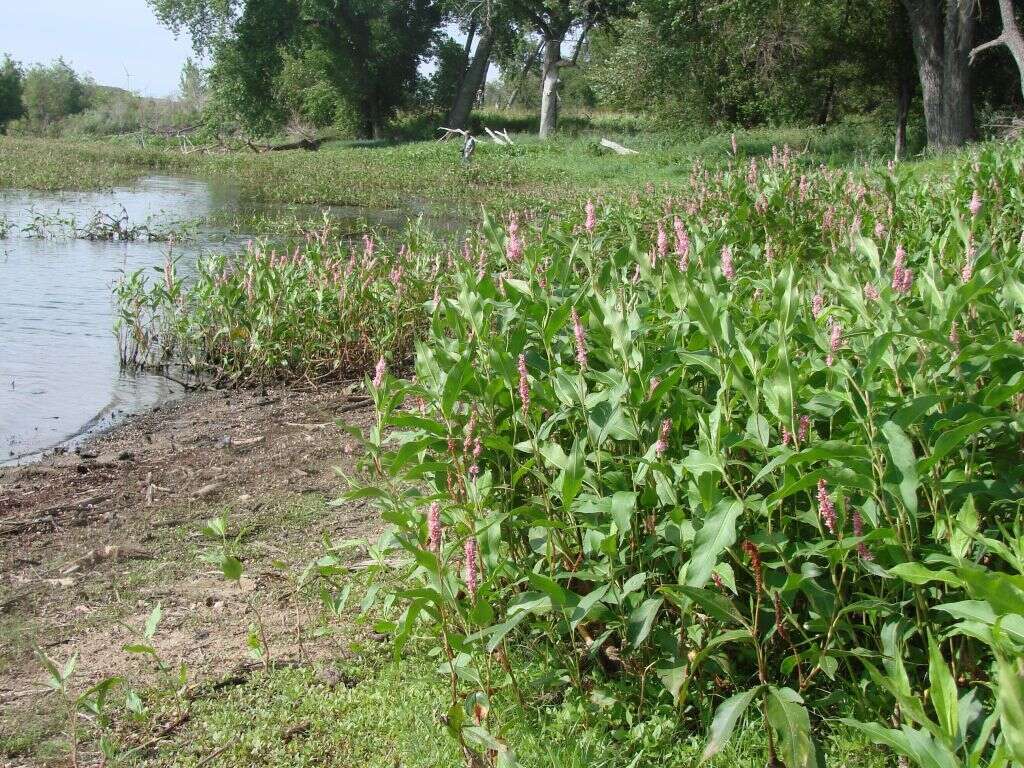 Sivun Persicaria amphibia var. emersa (Michx.) J. C. Hickman kuva