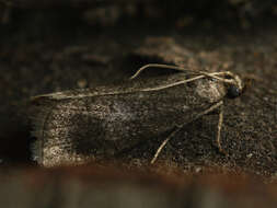 Salebriopsis albicilla Herrich-Schäffer 1849 resmi