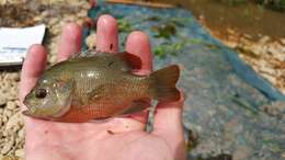 Image of Redspotted Sunfish