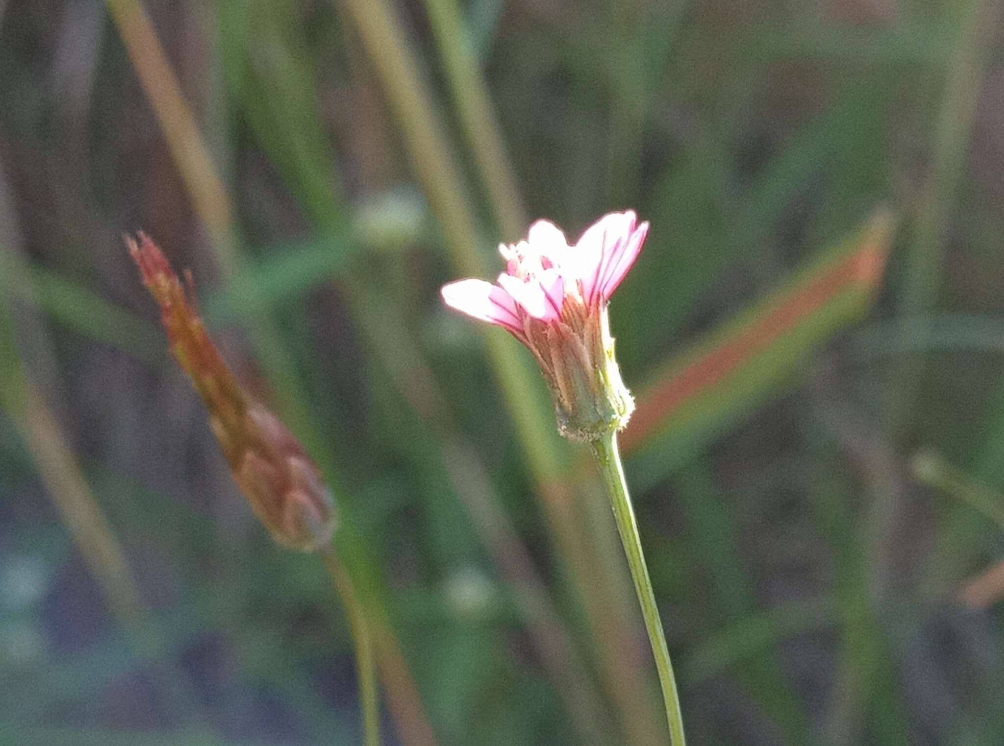 Image of Bidens rostrata Melchert