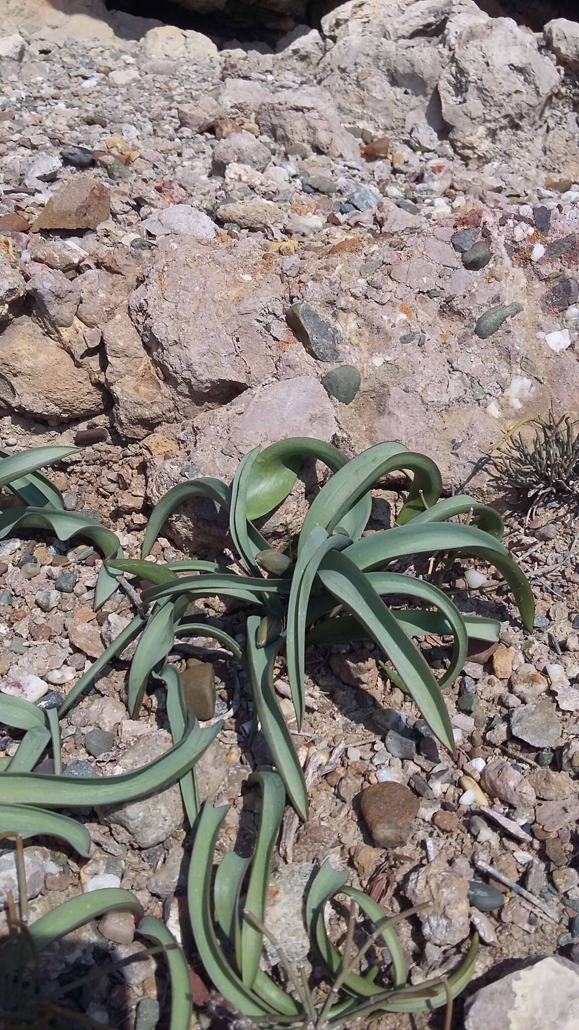 Image of Tulipa biflora Pall.