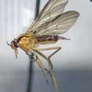 صورة Rhamphomyia vittata Loew 1862