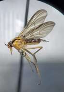 صورة Rhamphomyia vittata Loew 1862