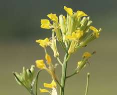 Image of diffuse wallflower