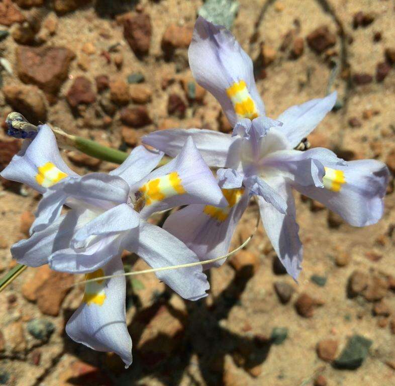 Слика од Moraea macgregorii Goldblatt