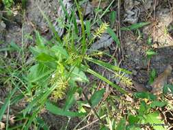 Слика од Cyperus hermaphroditus (Jacq.) Standl.