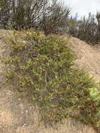 Image of Aspalathus arida subsp. procumbens (E. Mey.) R. Dahlgren